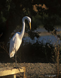 Great Egret