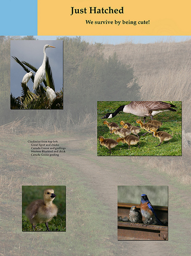 poster of newly hatched chicks