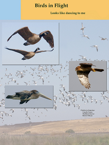 poster of 4 birds in flight