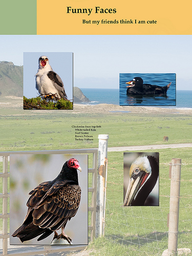 poster of 4 birds with unusual faces