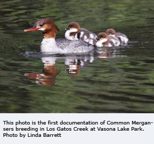 Common Merganser and Chicks